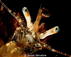eyes by Scozio Salvatore 